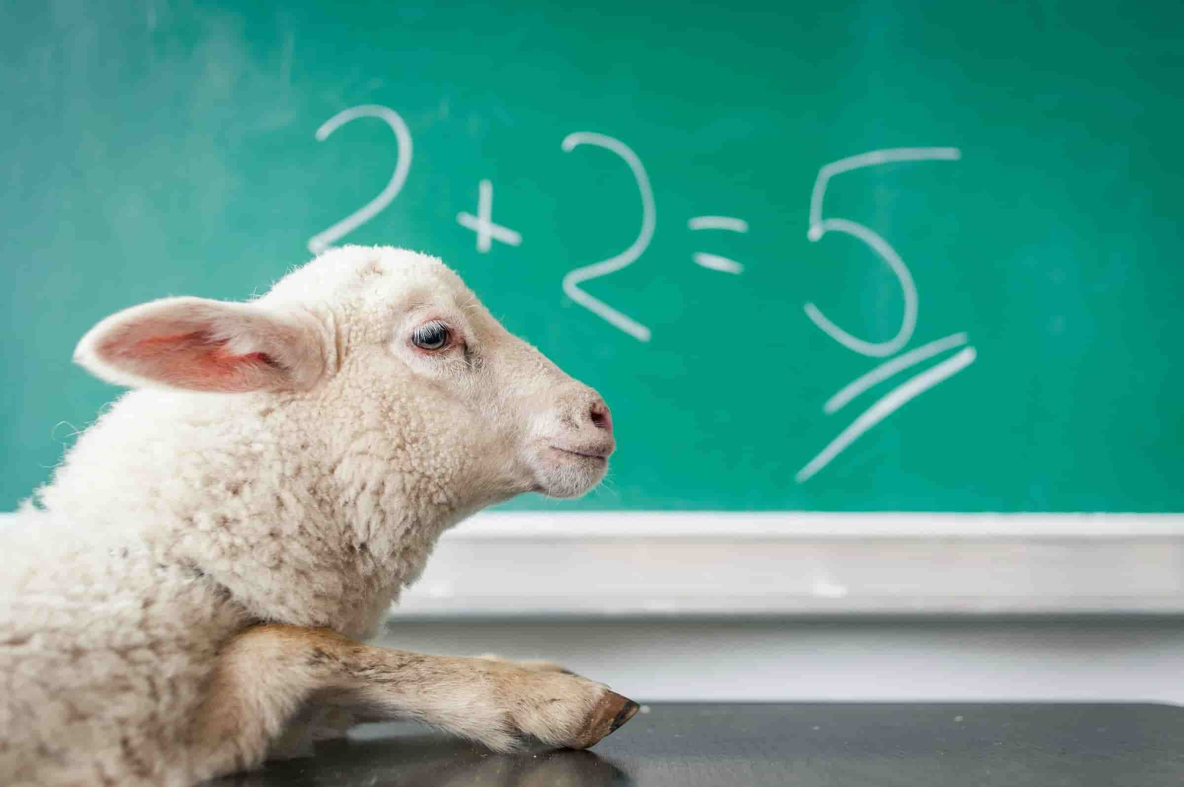 sheep doing maths
